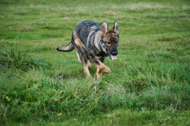 Skaraborg İsveç 'te güneşli bir günde yaz mevsiminde çayırda genç ve güzel bir Alman çoban köpeği.