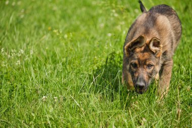 Skaraborg İsveç 'te güneşli bir günde yaz mevsiminde çayırda oynayan güzel Alman çoban köpekleri.