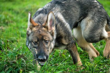 Skaraborg İsveç 'te güneşli bir günde yaz mevsiminde çayırda genç ve güzel bir Alman çoban köpeği.