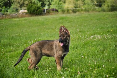 Skaraborg İsveç 'te güneşli bir günde yaz mevsiminde çayırda oynayan güzel Alman çoban köpekleri.