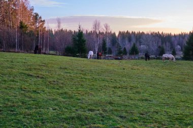 Baharda Skaraborg İsveç 'te güneşli bir günde çiftlik.