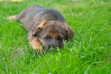 Skaraborg İsveç 'te güneşli bir yaz gününde bahçede oynayan güzel Alman çoban köpekleri.
