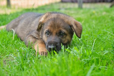 Skaraborg İsveç 'te güneşli bir yaz gününde bahçede oynayan güzel Alman çoban köpekleri.