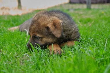 Skaraborg İsveç 'te güneşli bir yaz gününde bahçede oynayan güzel Alman çoban köpekleri.