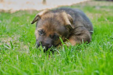 Skaraborg İsveç 'te güneşli bir yaz gününde bahçede oynayan güzel Alman çoban köpekleri.