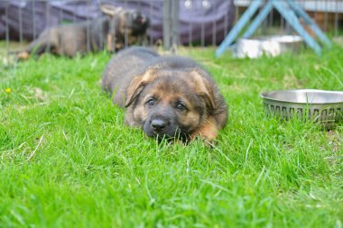 Skaraborg İsveç 'te güneşli bir yaz gününde bahçede oynayan güzel Alman çoban köpekleri.