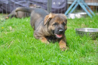 Skaraborg İsveç 'te güneşli bir yaz gününde bahçede oynayan güzel Alman çoban köpekleri.
