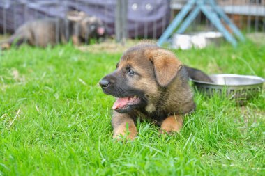 Skaraborg İsveç 'te güneşli bir yaz gününde bahçede oynayan güzel Alman çoban köpekleri.
