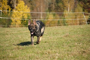 Skaraborg İsveç 'te güneşli bir günde çayırda oynayan güzel Alman çoban köpeği..