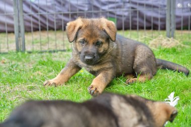 Skaraborg İsveç 'te güneşli bir yaz gününde bahçede oynayan güzel Alman çoban köpekleri.