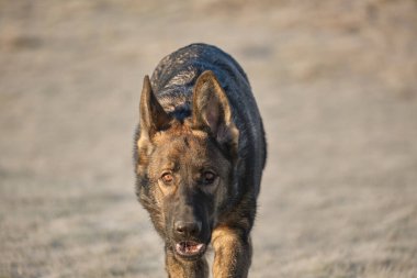 Skaraborg İsveç 'te güneşli bir günde çayırda oynayan güzel Alman çoban köpeği..
