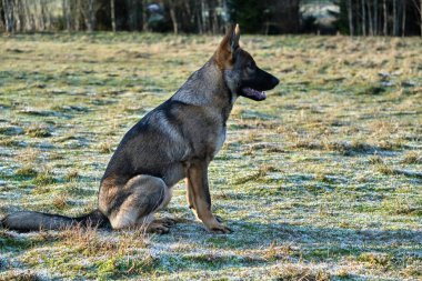 Skaraborg İsveç 'te güneşli bir günde çayırda oynayan güzel Alman çoban köpeği..