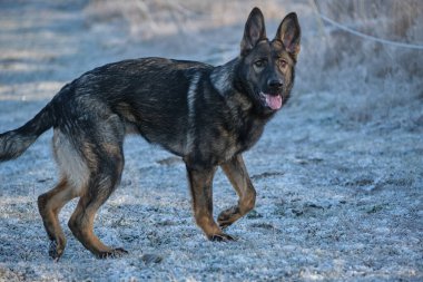 Skaraborg İsveç 'te güneşli bir günde çayırda oynayan güzel Alman çoban köpeği..
