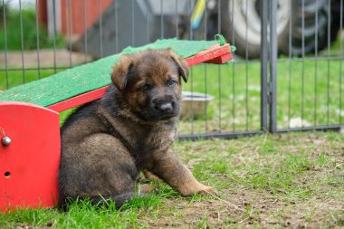 Skaraborg İsveç 'te güneşli bir yaz gününde bahçede oynayan güzel Alman çoban köpekleri.