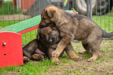 Skaraborg İsveç 'te güneşli bir yaz gününde bahçede oynayan güzel Alman çoban köpekleri.
