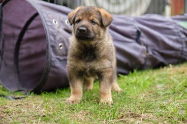 Skaraborg İsveç 'te güneşli bir yaz gününde bahçede oynayan güzel Alman çoban köpekleri.
