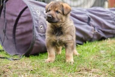 Skaraborg İsveç 'te güneşli bir yaz gününde bahçede oynayan güzel Alman çoban köpekleri.