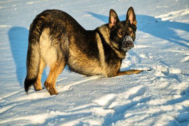 Skaraborg İsveç 'te güneşli bir kış gününde karlı bir çayırda oynayan güzel Alman çoban köpeği.