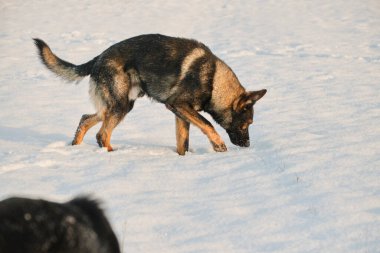 Skaraborg İsveç 'te güneşli bir kış gününde karlı bir çayırda oynayan güzel Alman çoban köpeği.