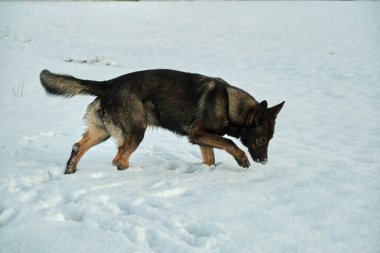 Skaraborg İsveç 'te güneşli bir kış gününde karlı bir çayırda oynayan güzel Alman çoban köpeği.
