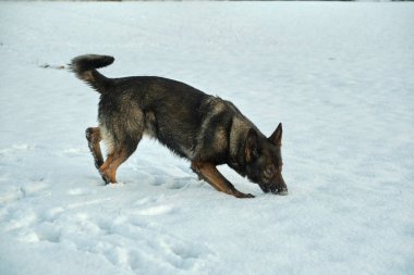Skaraborg İsveç 'te güneşli bir kış gününde karlı bir çayırda oynayan güzel Alman çoban köpeği.