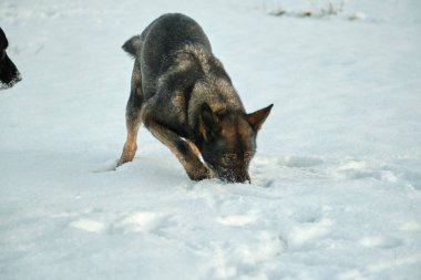 Skaraborg İsveç 'te güneşli bir kış gününde karlı bir çayırda oynayan güzel Alman çoban köpeği.