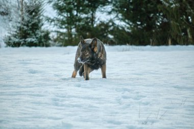 Skaraborg İsveç 'te güneşli bir kış gününde karlı bir çayırda oynayan güzel Alman çoban köpeği.