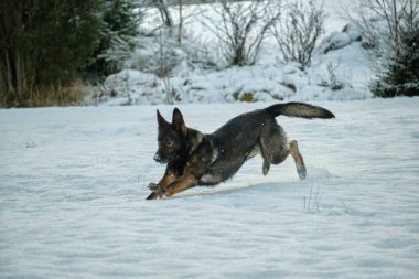 Skaraborg İsveç 'te güneşli bir kış gününde karlı bir çayırda oynayan güzel Alman çoban köpeği.