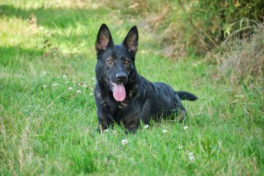 Skaraborg İsveç 'te güneşli bir bahar gününde güzel bir Alman kurdu çayırda uzanıyor.