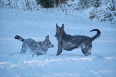 Skaraborg İsveç 'te güneşli bir kış gününde karlı bir çayırda oynayan güzel Alman çoban köpekleri.
