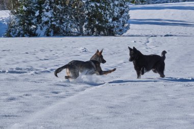 Skaraborg İsveç 'te güneşli bir kış gününde karlı bir çayırda oynayan güzel Alman çoban köpekleri.