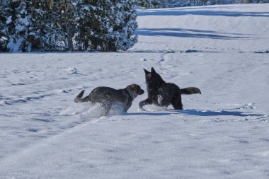 Skaraborg İsveç 'te güneşli bir kış gününde karlı bir çayırda oynayan güzel Alman çoban köpekleri.