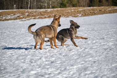 Skaraborg İsveç 'te güneşli bir kış gününde karlı bir çayırda oynayan güzel Alman çoban köpekleri.