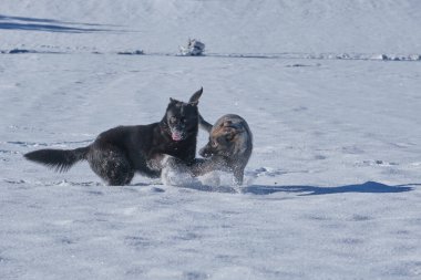 Skaraborg İsveç 'te güneşli bir kış gününde karlı bir çayırda oynayan güzel Alman çoban köpekleri.