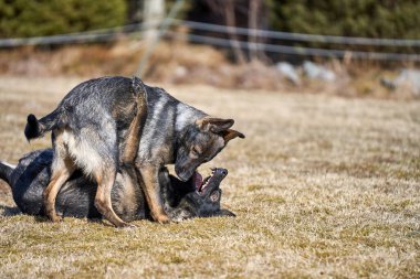 Skaraborg İsveç 'te güneşli bir bahar gününde çayırda oynayan güzel Alman çoban köpekleri.