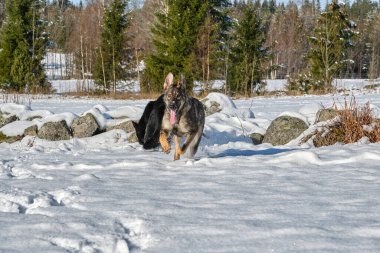 Skaraborg İsveç 'te güneşli bir kış gününde karlı bir çayırda oynayan güzel Alman çoban köpekleri.