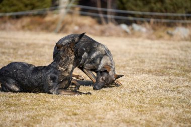 Skaraborg İsveç 'te güneşli bir bahar gününde çayırda oynayan güzel Alman çoban köpekleri.