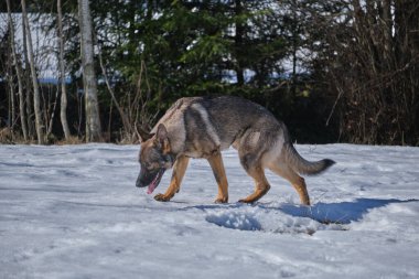 Skaraborg İsveç 'te güneşli bir kış gününde karlı bir çayırda oynayan güzel Alman çoban köpekleri.