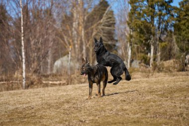 Skaraborg İsveç 'te güneşli bir bahar gününde çayırda oynayan güzel Alman çoban köpekleri.