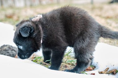 Güzel gri ve siyah Alman çoban köpekleri Skaraborg İsveç 'te güneşli bir bahar gününde evlerinde oynuyorlar.