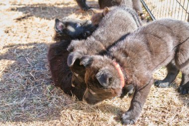 Güzel gri ve siyah Alman çoban köpekleri Skaraborg İsveç 'te güneşli bir bahar gününde evlerinde oynuyorlar.