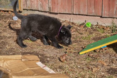 Güzel gri ve siyah Alman çoban köpekleri Skaraborg İsveç 'te güneşli bir bahar gününde evlerinde oynuyorlar.