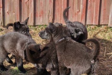 Güzel gri ve siyah Alman çoban köpekleri Skaraborg İsveç 'te güneşli bir bahar gününde evlerinde oynuyorlar.