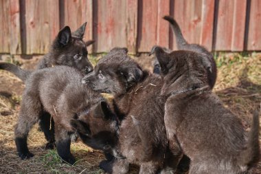 Güzel gri ve siyah Alman çoban köpekleri Skaraborg İsveç 'te güneşli bir bahar gününde evlerinde oynuyorlar.