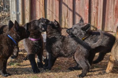 Güzel gri ve siyah Alman çoban köpekleri Skaraborg İsveç 'te güneşli bir bahar gününde evlerinde oynuyorlar.