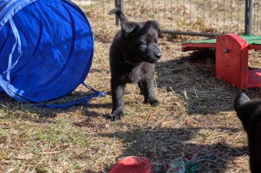Güzel gri ve siyah Alman çoban köpekleri Skaraborg İsveç 'te güneşli bir bahar gününde evlerinde oynuyorlar.