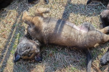 Güzel gri ve siyah Alman çoban köpekleri Skaraborg İsveç 'te güneşli bir bahar gününde evlerinde oynuyorlar.