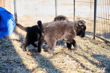Güzel gri ve siyah Alman çoban köpekleri Skaraborg İsveç 'te güneşli bir bahar gününde evlerinde oynuyorlar.