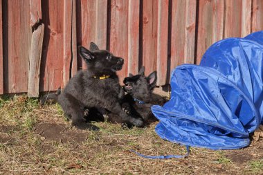 Güzel gri ve siyah Alman çoban köpekleri Skaraborg İsveç 'te güneşli bir bahar gününde evlerinde oynuyorlar.