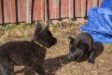 Güzel gri ve siyah Alman çoban köpekleri Skaraborg İsveç 'te güneşli bir bahar gününde evlerinde oynuyorlar.